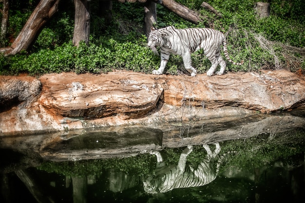 White tiger