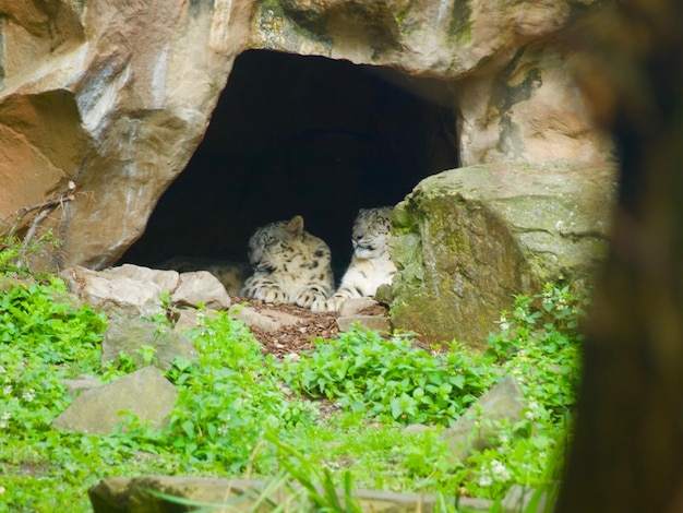 White tigers relaxing in cave