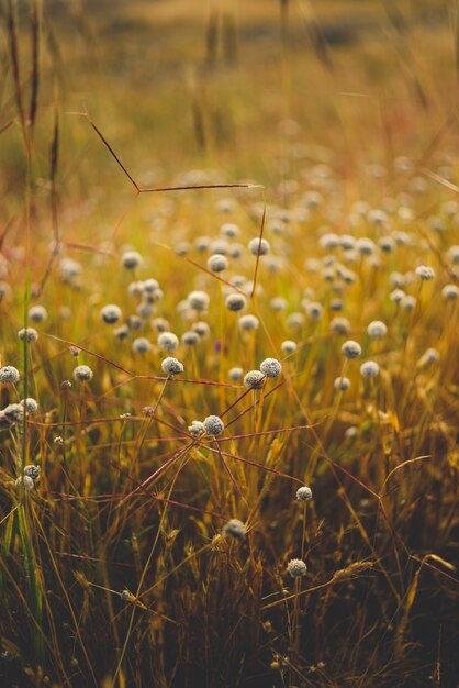 White tiny flowers