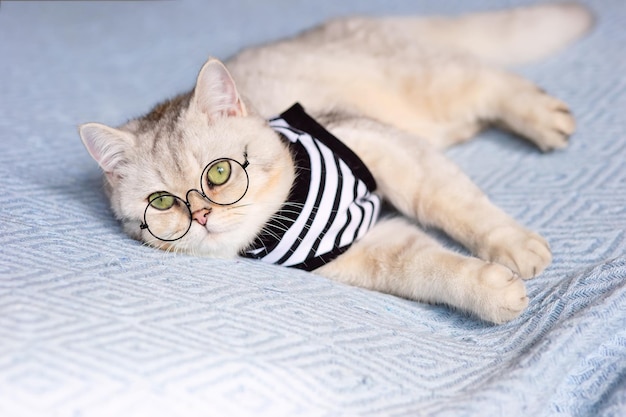 A white tired British cat in a striped tshirt and glasses lies on a blue knitted blanket