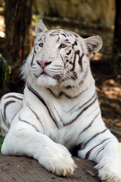 動物園で白い虎