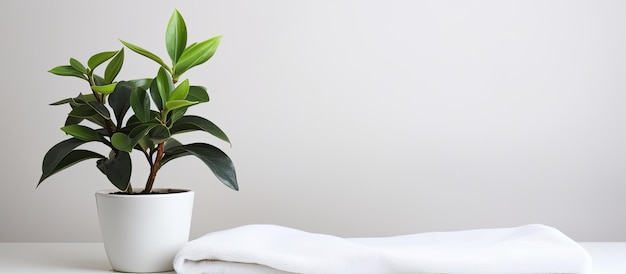 The white towel and houseplant are on a white table with available space for copying