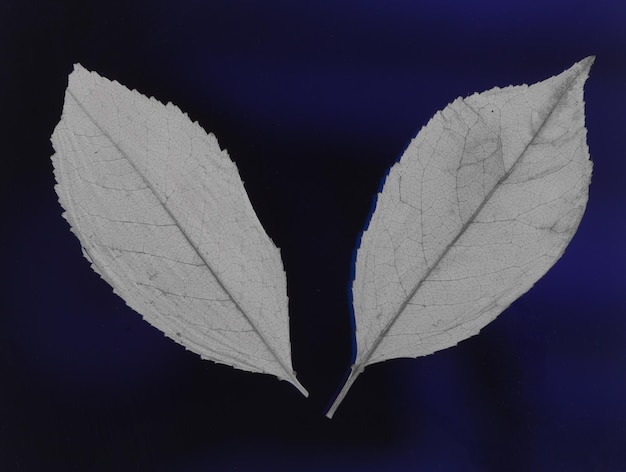 white transparent leaf isolated