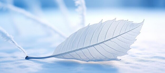 Photo white transparent skeleton leaf on snow outdoors in winter beautiful texture