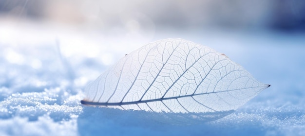 White transparent skeleton leaf on snow outdoors in winter Beautiful texture