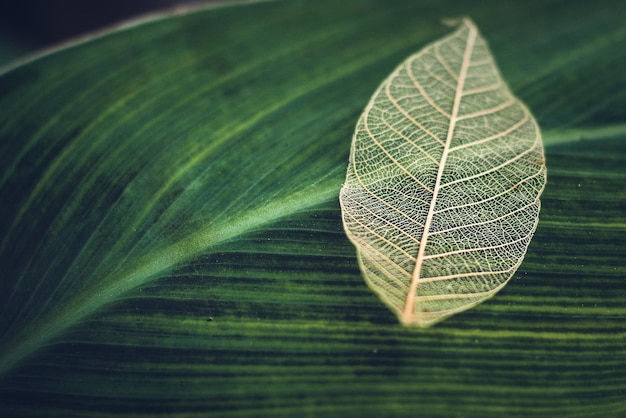 White transparent skeleton leaf with beautiful texture on a turquoise abstract background on glass