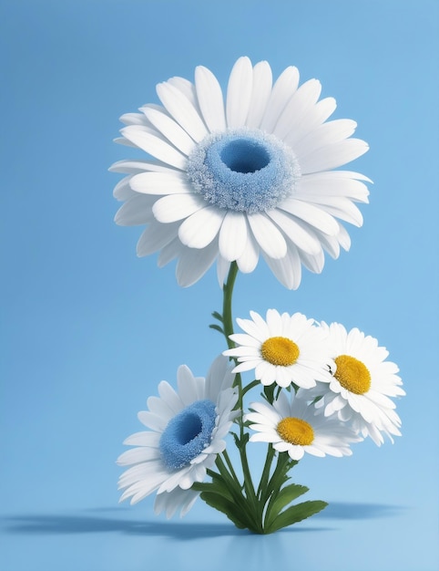 White Transvaal daisy flowers with blue background