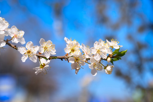 春に白い木の花。桜の花。閉じる。セレクティブフォーカス。