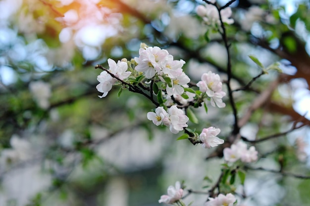 春の白い木の花