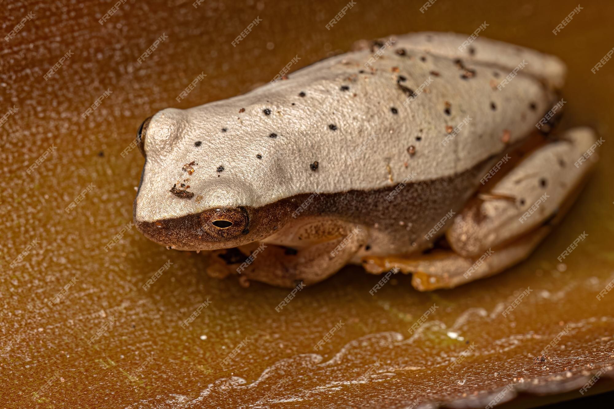 Premium Photo | White tree frog