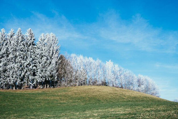 White trees in frost landscape nature