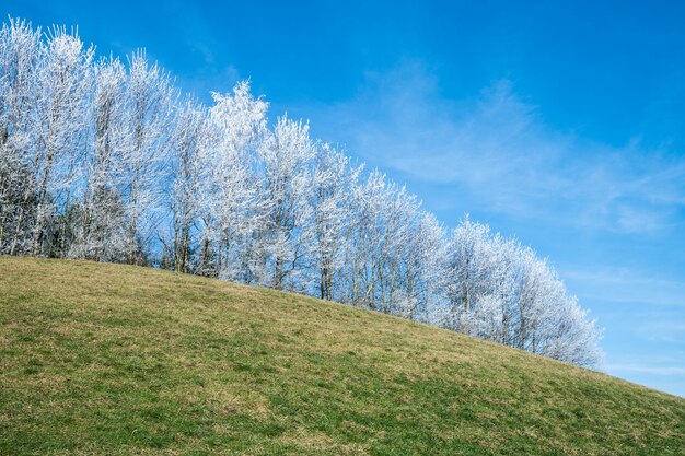 White trees in frost landscape nature