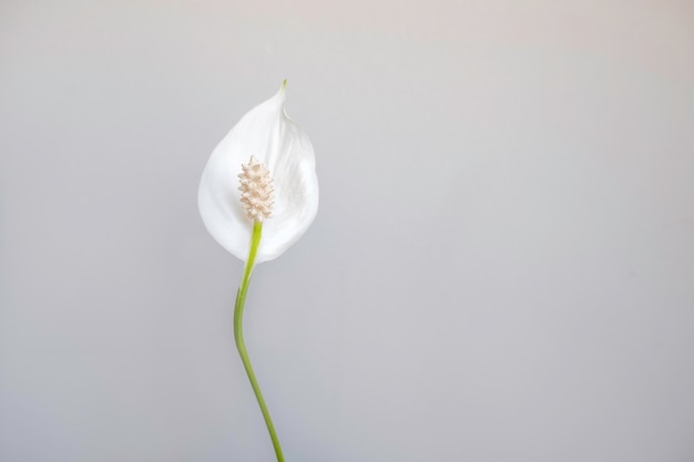 Photo white tropical flower closeup on a gray background for a greeting card and postcard