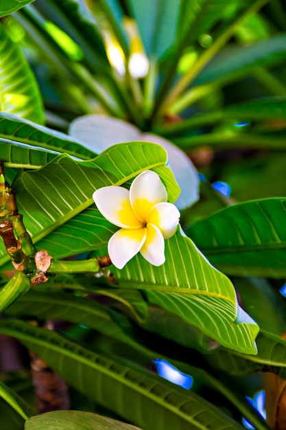 White tropical flowers (Plumeria, Frangipani)