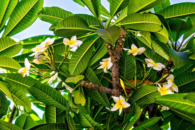 White tropical flowers (Plumeria, Frangipani)