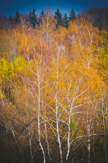 White trunk of a birch with yellow crown, filter