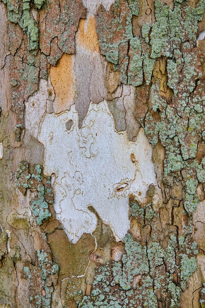 White trunk texture detail through mossy tree bark