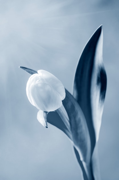 White tulip in bottle