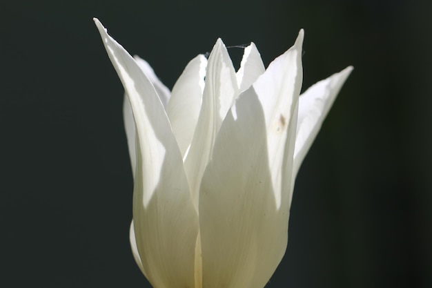 white tulip on the dark background with soft selective focus flower banner for florist store