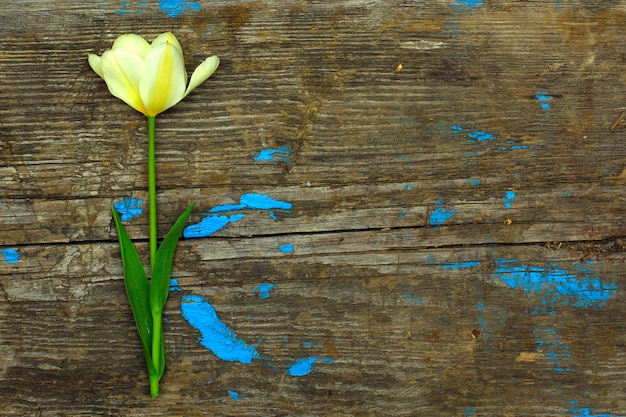 Foto fiore bianco del tulipano sul bordo di legno grigio