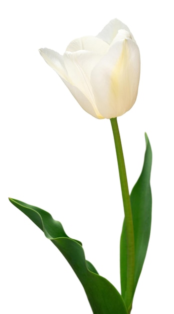 White tulip flower isolated on white background