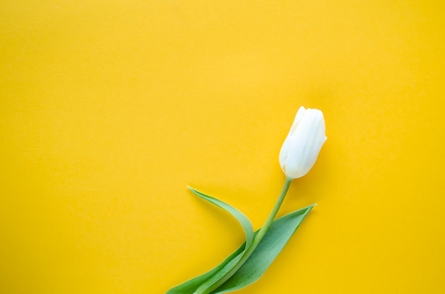 White tulip flower on a yellow background