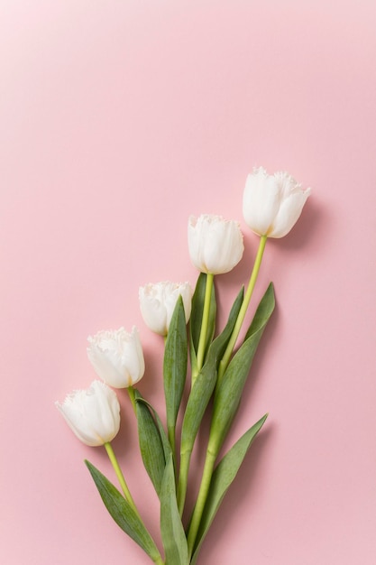 파스텔 핑크 배경에 흰색 튤립 꽃