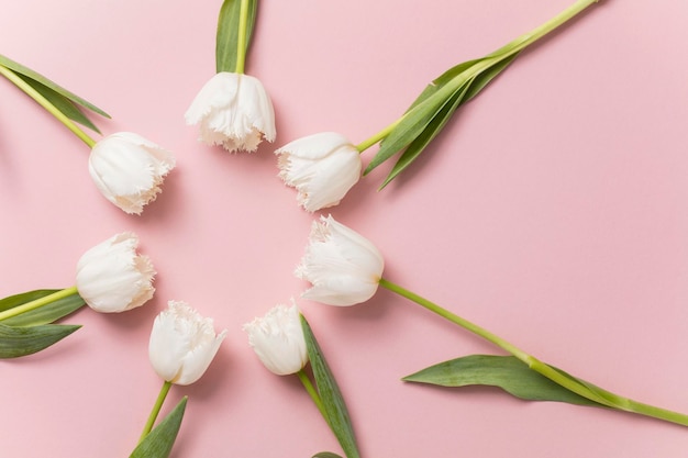 White tulip flowers on a pastel pink background