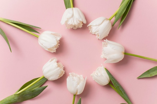 White tulip flowers on a pastel pink background