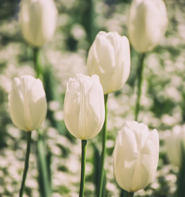 Photo white tulip flowers