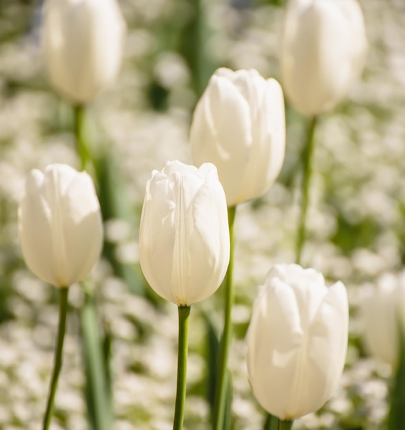 写真 白いチューリップの花