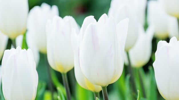 White tulip in the garden.