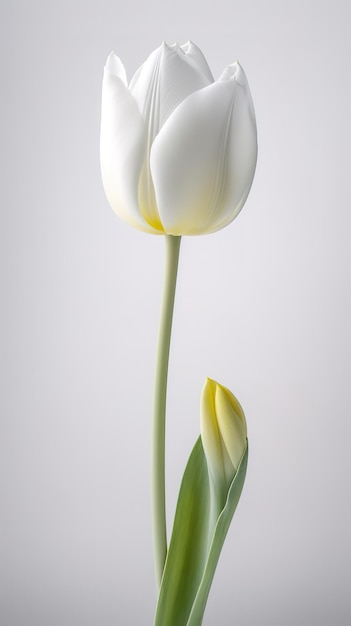 Photo white tulip in a glass vase against a white background