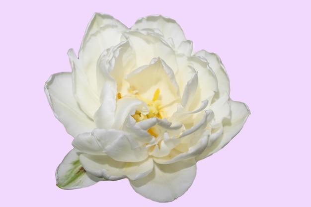 белый тюльпан на нежном сиреневом фоне
