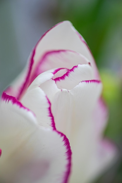 White tulip petals