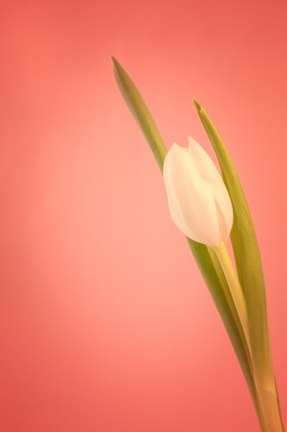 Photo white tulip on a red background