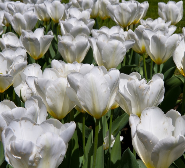 White tulip in villa taranto