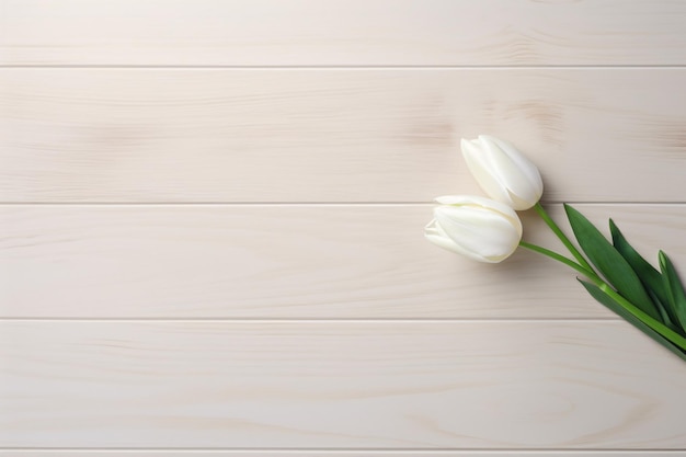 white tulip on a vintage wooden table copy space aesthetic top view