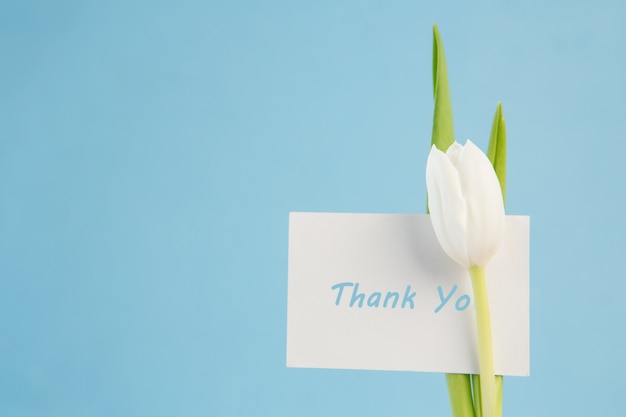 Фото Белый тюльпан с благодарственной карточкой на синем фоне