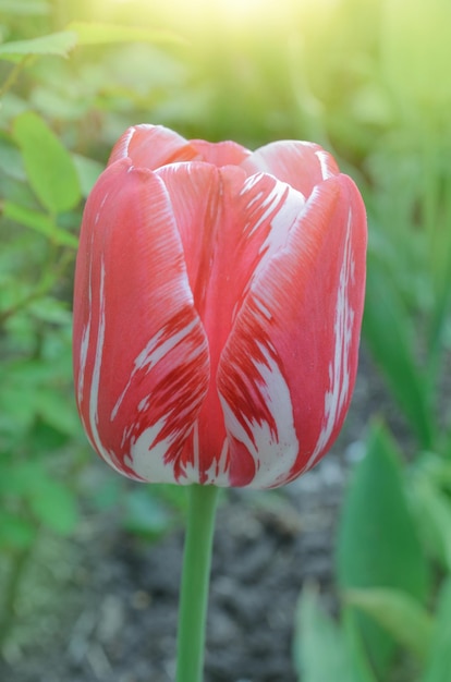 정원에 빨간 줄무늬가 있는 흰색 튤립 이중 색깔의 빨간 흰색 튤립 꽃잎 튤립에 빨간 줄무늬가 있는 흰색