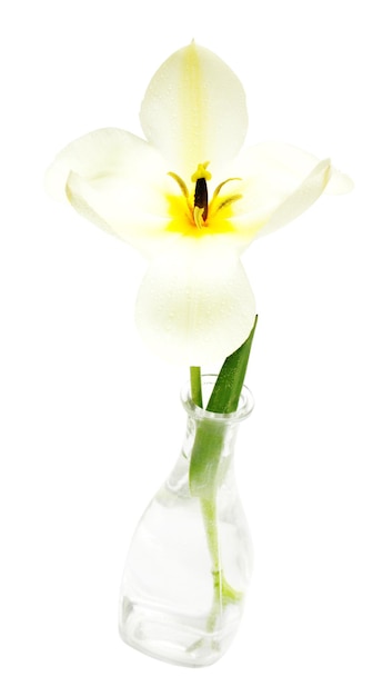 White tulip