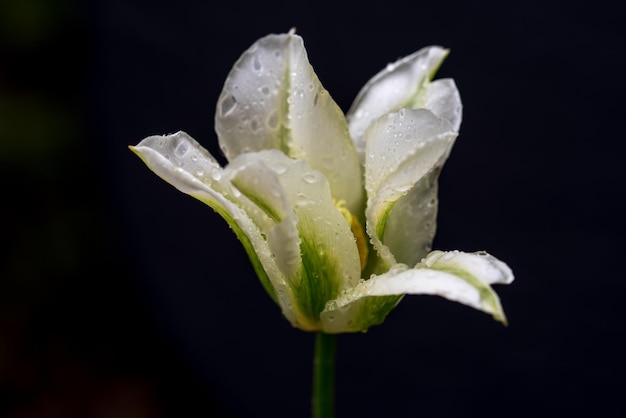 White tulip