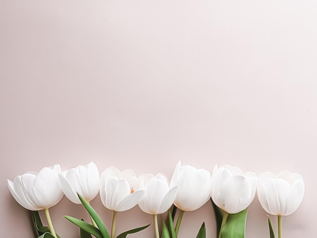 White tulips on beige backdrop beautiful flowers as flatlay background nature and holiday