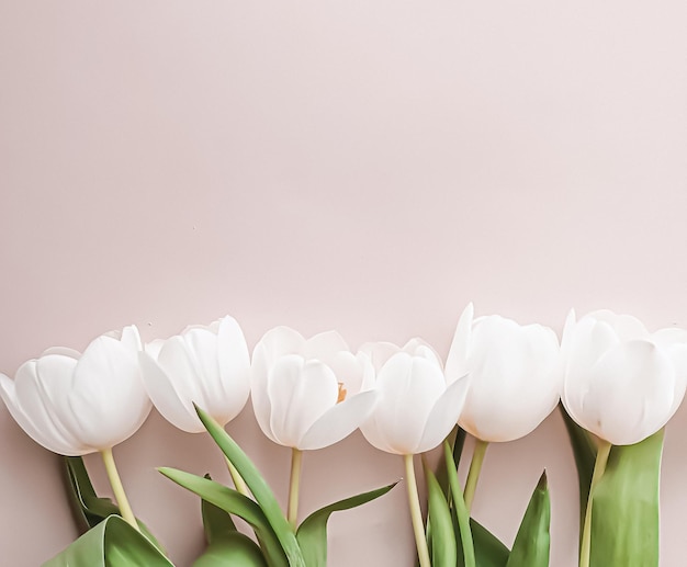 White tulips on beige backdrop beautiful flowers as flatlay background nature and holiday