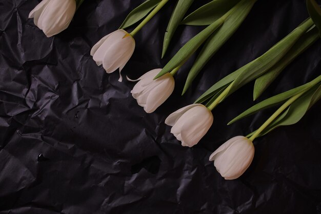 White tulips on a black background Tulips Spring flowers Photo of flowers on a postcard