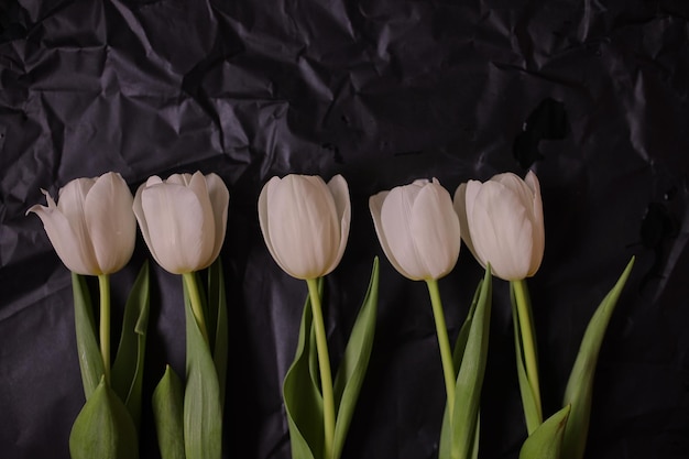White tulips on a black background Tulips Spring flowers Photo of flowers on a postcard