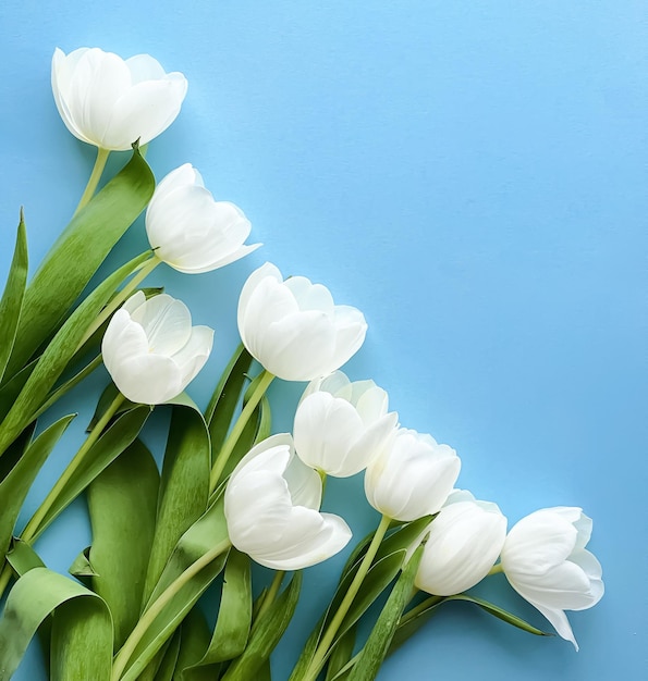 White tulips on blue backdrop beautiful flowers as flatlay background nature concept