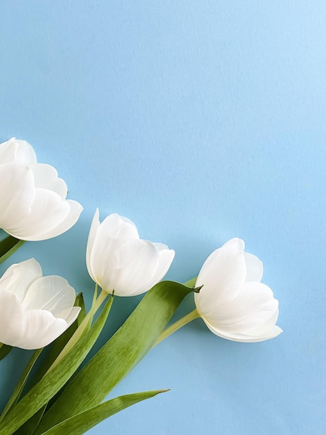 White tulips on blue backdrop beautiful flowers as flatlay background nature concept