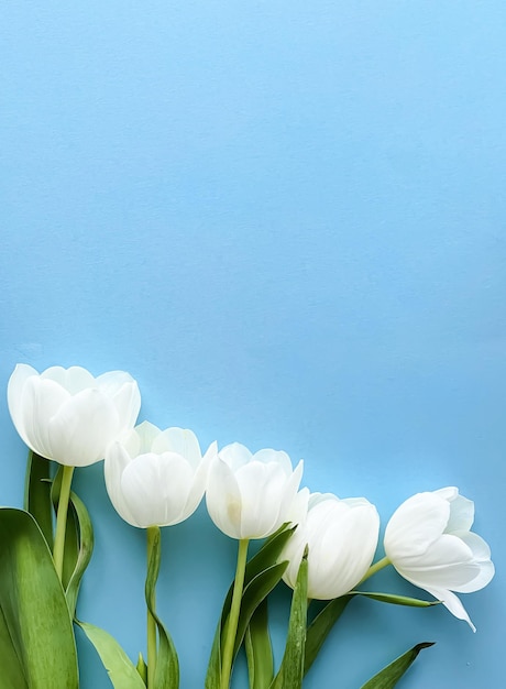 White tulips on blue backdrop beautiful flowers as flatlay background nature concept