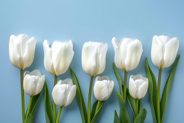 Photo white tulips on a blue background a minimalistic